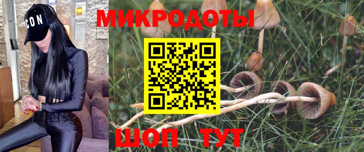 Галлюциногенные грибы Psilocybe Киров